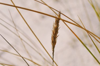 Çimen samanının arka plan fotoğrafı, doğa.