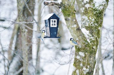 Kışın doğada kuş yuvasından beslenen iki kuş.