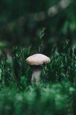 Ormandaki küçük mantarlara yaklaş, yosun.