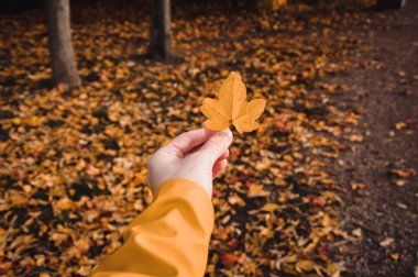 Sonbahar mevsiminde yağmurluk giyen ve yaprak tutan kişi