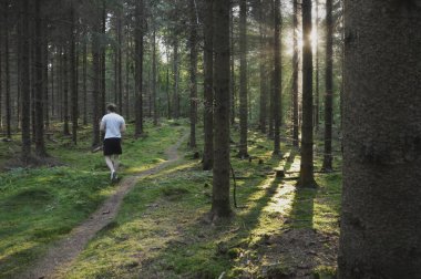 Ormandaki çam ağaçlarının arasından gelen güneş ışığının manzara fotoğrafı.