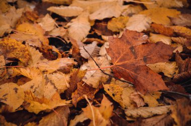 Sonbahar mevsimi boyunca yerde uzanan birçok yaprağın yakın çekim makrosu