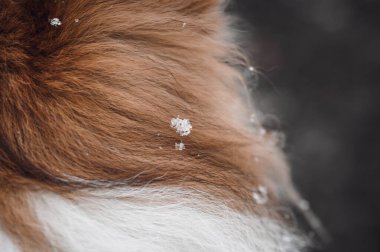 Sheltie Shetland çoban köpeğinin kürkünde kar makrosu.