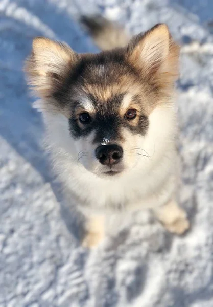 Kışın yavru bir köpeğin portresiFince Lapphund köpeğinin portresi