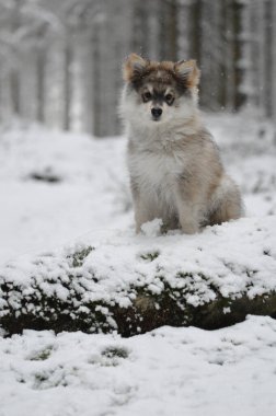 Kışın yavru bir köpeğin portresiFince Lapphund köpeğinin portresi
