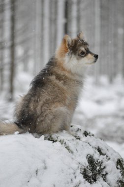 Kışın yavru bir köpeğin portresiFince Lapphund köpeğinin portresi