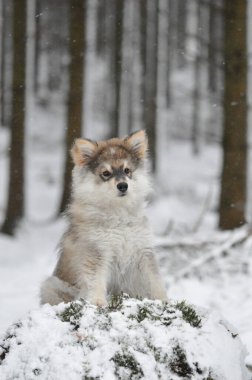 Kışın yavru bir köpeğin portresiFince Lapphund köpeğinin portresi