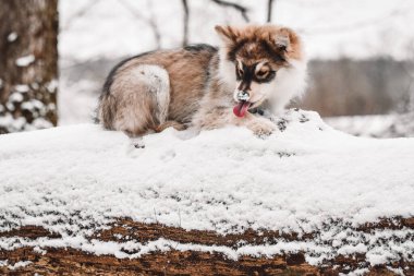 Kışın yavru bir köpeğin portresiFince Lapphund köpeğinin portresi