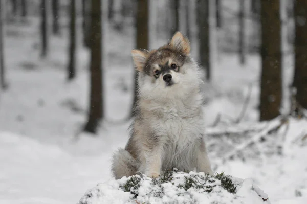 Kışın yavru bir köpeğin portresiFince Lapphund köpeğinin portresi