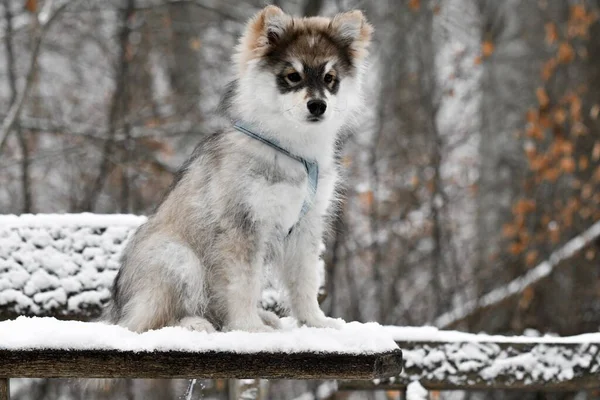Kışın yavru bir köpeğin portresiFince Lapphund köpeğinin portresi