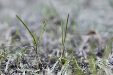 Kış mevsiminde yakın çekim donmuş çimen makrosu
