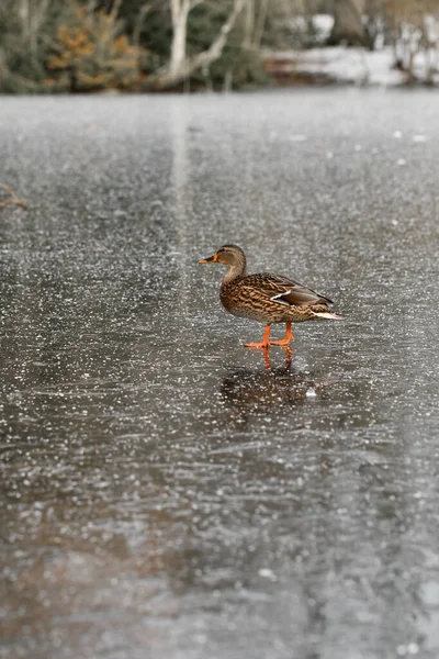 Foto Einer Ente Die Winter Auf Dem Eis Eines Sees — Stockfoto