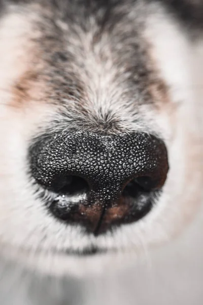 子犬の鼻のクローズアップマクロ Finland Lapphund Dog — ストック写真