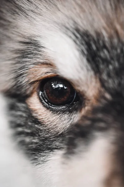 Kahverengi gözlü köpek yavrusunun yakın çekim makrosu Fince Lapphund köpeği