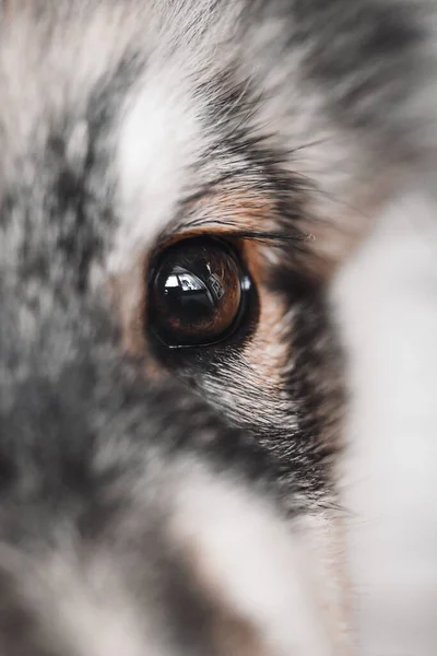 Closeup Macro Brown Eye Puppy Finnish Lapphund Dog — Stock Photo, Image