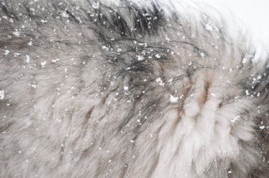 Fin Lapphund köpeğinin kürkündeki kar tanelerinin yakın çekim makrosu.
