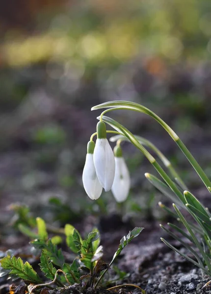 Fechamento Macro Gotas Neve Início Temporada Primavera — Fotografia de Stock