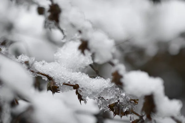 Detailní Makro Sněhu Nebo Ledu Rostlině Zimním Období — Stock fotografie