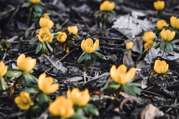 Makro Zbliżenie Wczesnożółte Kwiaty Sezonie Wiosennym — Zdjęcie stockowe
