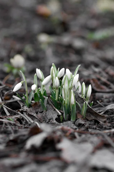 Fechamento Macro Gotas Neve Início Temporada Primavera — Fotografia de Stock