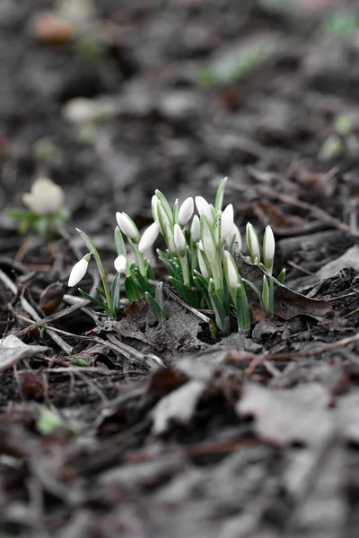 Fechamento Macro Gotas Neve Início Temporada Primavera — Fotografia de Stock