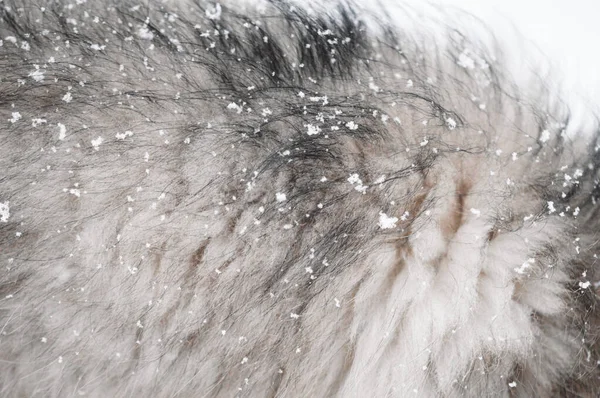 Κοντινό Πλάνο Μακρο Νιφάδες Χιονιού Στη Γούνα Ενός Κουταβιού Φινλανδικό — Φωτογραφία Αρχείου