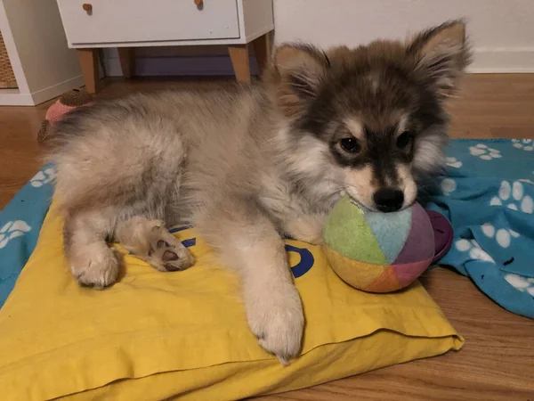 Ritratto Cucciolo Cane Finlandese Lapphund Sdraiato Cuscino Con Palla Bocca — Foto Stock