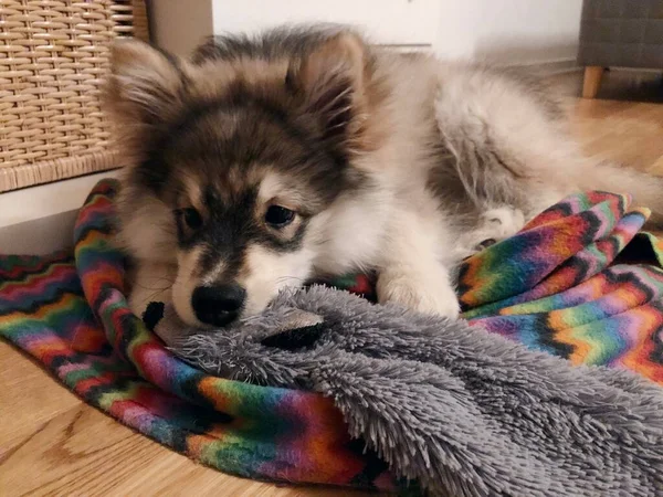 Retrato Cachorro Cansado Finlandês Lapphund Cão Deitado Seu Cobertor Brinquedo — Fotografia de Stock