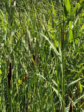 Yazın uzun yeşil çimenlerin arka plan fotoğrafı.