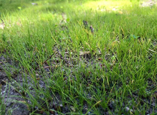Closeup Macro Newly Planted Green Grass — Stock Photo, Image
