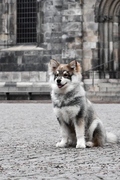 Portré Egy Fiatal Kiskutyáról Finn Lapphund Kutya Városban — Stock Fotó