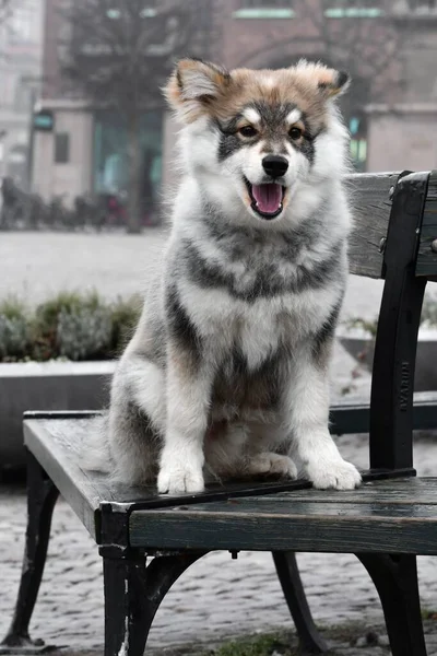 Portret Młodego Szczeniaka Fińskiego Psa Rasy Lapphund Mieście — Zdjęcie stockowe