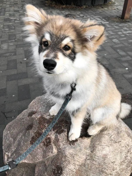 Retrato Cachorro Joven Perro Lapphund Finlandés Sentado Una Roca —  Fotos de Stock