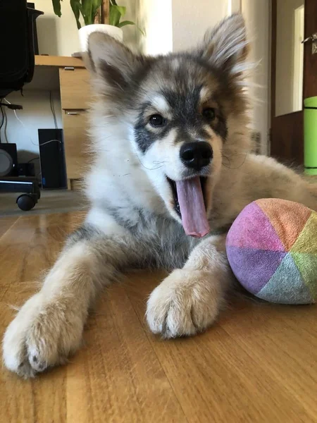 Portret Van Een Vermoeide Jonge Pup Finse Lapphund Hond — Stockfoto