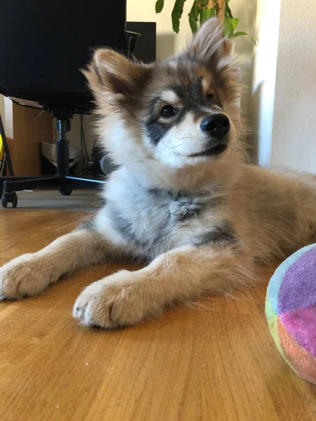 Portrait Young Puppy Finnish Lapphund Dog Indoors — Stock Photo, Image