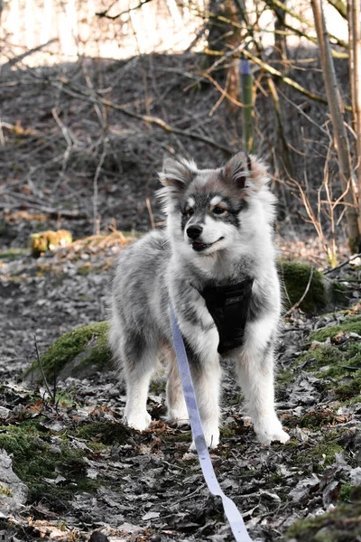 Portret Młodego Szczeniaka Fińskiego Psa Lapphunda Stojącego Lesie — Zdjęcie stockowe