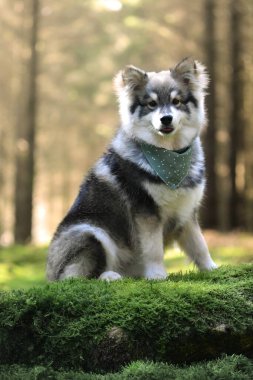Genç bir köpek yavrusunun portresi Fin Lapphund köpeği ormanda bandana takıyor.