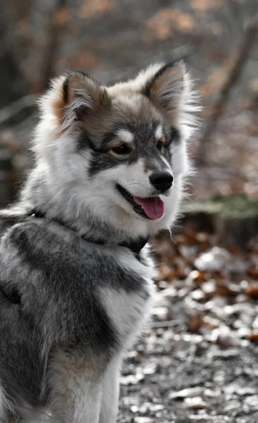Portret Młodego Szczeniaka Fińskiego Psa Lapphunda Siedzącego Zewnątrz Lesie — Zdjęcie stockowe