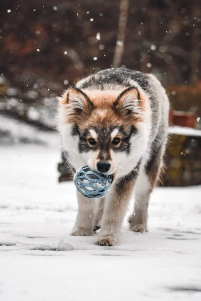 Portret Młodego Szczeniaka Fińskiego Psa Lapphund Bawiącego Się Niebieską Zabawką — Zdjęcie stockowe