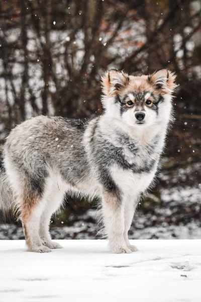 Retrato Filhote Cachorro Cão Lapphund Finlandês Durante Temporada Inverno — Fotografia de Stock