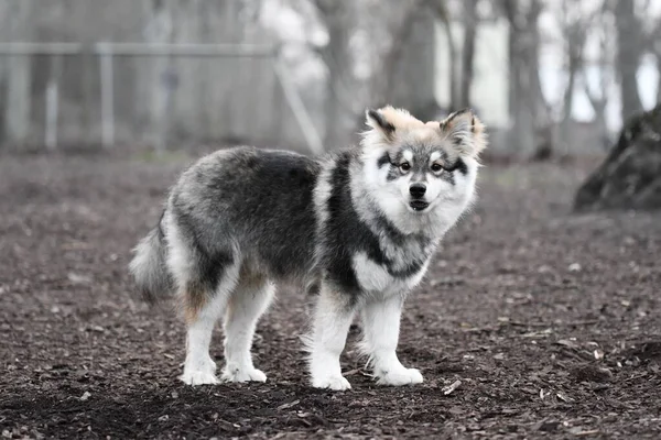 Retrato Cachorro Joven Perro Lapphund Finlandés Pie Aire Libre — Foto de Stock