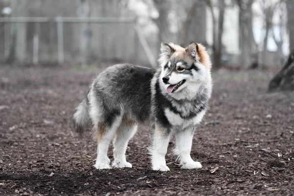 Portré Egy Fiatal Kiskutya Finn Lapphund Kutya Áll Szabadban — Stock Fotó