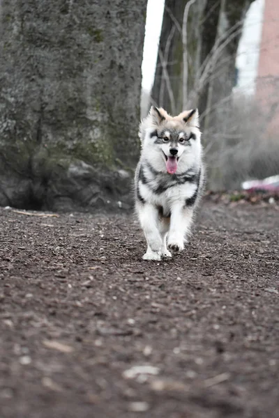 Porträt Eines Jungen Welpen Finnischer Lapphund Hund Läuft Auf Die — Stockfoto