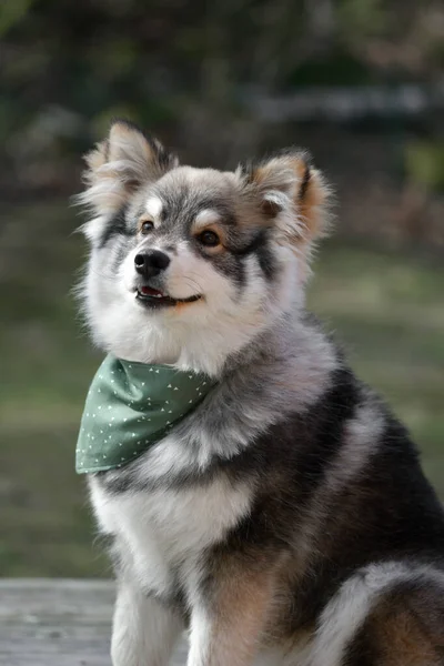 Retrato Filhote Cachorro Finlandês Lapphund Usando Uma Bandana Livre — Fotografia de Stock