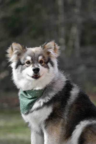Portrait Young Puppy Finnish Lapphund Dog Wearing Bandana Outdoors — Stock Photo, Image
