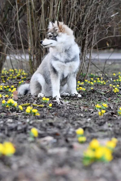 Πορτρέτο Ενός Νεαρού Κουταβιού Φινλανδικό Lapphund Σκυλί Την Άνοιξη — Φωτογραφία Αρχείου