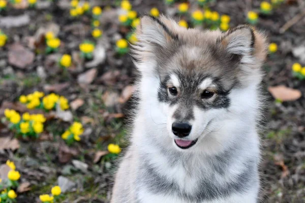 Portré Egy Fiatal Kiskutyáról Finn Lapphund Kutya Tavaszi Szezonban — Stock Fotó