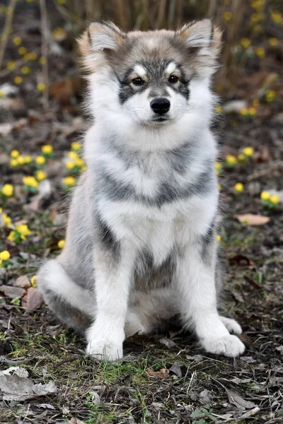 Portret Młodego Szczeniaka Fińskiego Psa Rasy Lapphund Sezonie Wiosennym — Zdjęcie stockowe