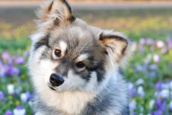 Retrato Cachorro Joven Perro Lapphund Finlandés Durante Temporada Primavera — Foto de Stock