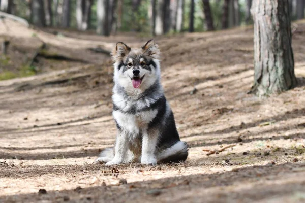 森の中の若い子犬フィンランドのラップランド犬の肖像画 — ストック写真